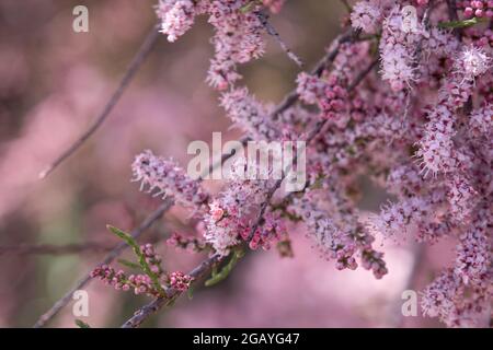 Tamarix chinensis oder chinesische tamarix rosa Blüten blühen im Frühling Stockfoto