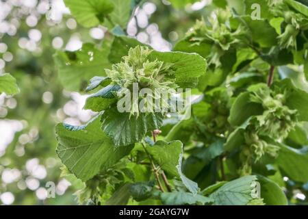 Corylus avellana oder Haselnussbaum wachsen Haselnüsse Detail Stockfoto