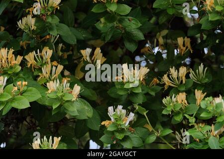 Lonicera periclymenum oder gewöhnliche Geißelpflanzen blühen im Frühling Stockfoto