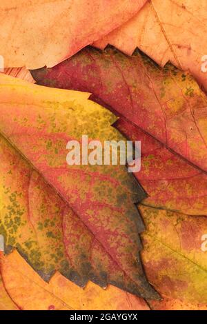 Detail von Parthenocissus quinquefolia oder Virginia kriechende herbstlich gefallene Blätter, bunte Laubblätter aus der Nähe, Draufsicht Stockfoto