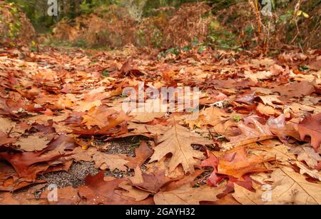 Quercus rubra rote Eiche herbstlich gefallenes Laub Stockfoto