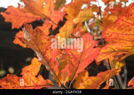 Quercus rubra, die nördliche rote Eiche Laubbaum Herbstlaub Detail Stockfoto