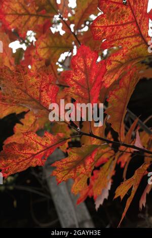 Quercus rubra, die nördliche rote Eiche Laubbaum Herbstlaub Detail Stockfoto