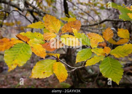 Fagus sylvatica Buche herbstlich farbenprächtiges Laub Stockfoto