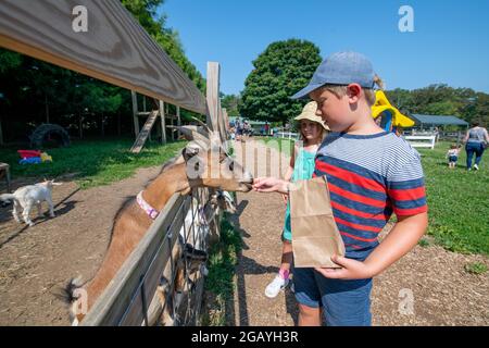 Ein kleiner Junge füttert eine Ziege auf einer familienfreundlichen Streichelfarm in Howard County Maryland USA Stockfoto