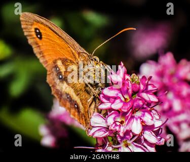 Meadow Brown Butterfly in Großbritannien füttert rosa Blüten. Stockfoto