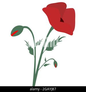 Rote Mohnblumen Blume und Knospen. Designelement für den Gedenktag, Anzac Day. Vektordarstellung auf weißem Hintergrund isoliert Stock Vektor
