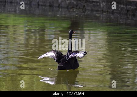 Der schwarze Schwan schwimmend, die Flügel flatternd auf dem See Stockfoto