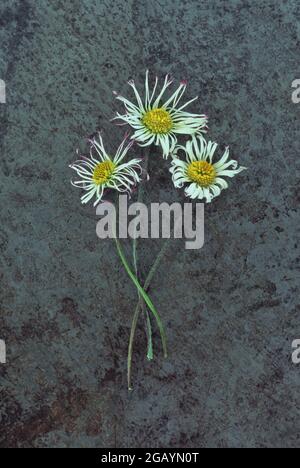 Drei verschnörkelte Blumen und Stiele von Lawn Daisy oder Bellis perennis liegen auf beschlagenem Metall Stockfoto