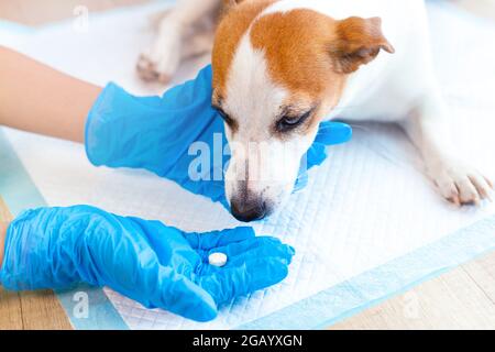 Ein Tierarzt, der dem gehorsamen Hund Jack Russell Terrier in der Tierklinik eine Pille gab. Schmerzmittel und Vitamine für Haustiere Stockfoto