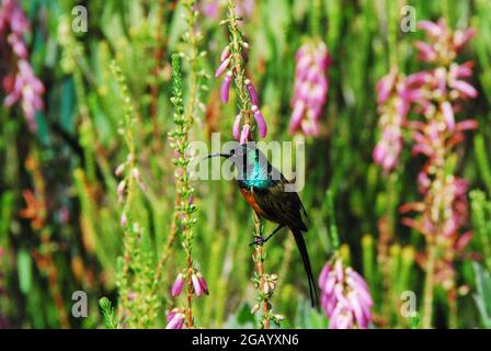 Nahaufnahme eines wilden, winzigen bunten Marico Sunbird, der auf wunderschönen Blumen thront. Gedreht in den Kirstenbosch Gardens in Südafrika. Stockfoto