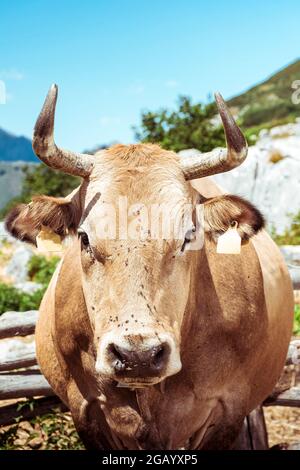 Nahaufnahme einer typischen asturischen Kuh.das Foto wurde an einem sonnigen Tag in der Braña des asturischen Hafens von San Isidro in Spanien aufgenommen.das Foto wurde in ver aufgenommen Stockfoto