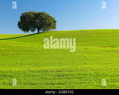 Holm Eiche isoliert auf grünem Feld mit blauem Himmel in der Dehesa de Extremadura Stockfoto