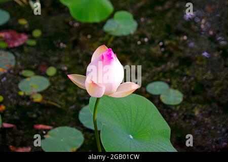 Hellrosa Lotusblume schwimmt in einem See mit einem verschwommenen Hintergrund aus Lotusblättern und Stielen -07 Stockfoto