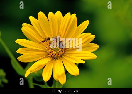 Biene und Schwebfliege auf Kompassblume Stockfoto