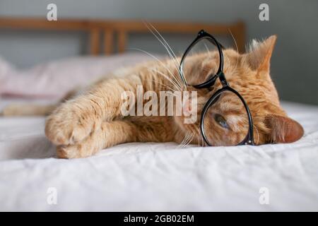 Lustige fette Ingwerkatze liegt auf dem Bett und spielt mit Gläsern in schwarzen Rahmen. Beginn eines neuen Schuljahres Stockfoto