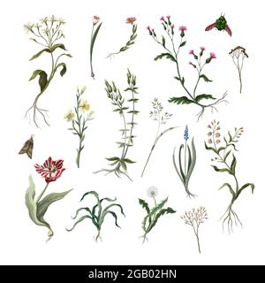 Wilde Blumen isoliert. Vektor. Stock Vektor