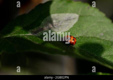 Eine rote Marienkäfer-Puppe auf einem grünen Apfelbaumblatt, das kurz vor dem Auftauchen steht Stockfoto