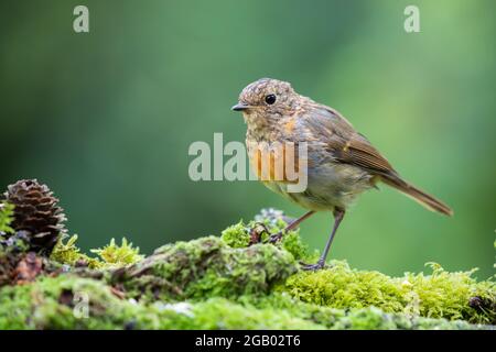 Jungtier Robin [ Erithacus rubecula ] auf Moos Stockfoto