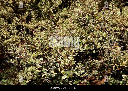 Luma apiculata ‘Glanleam Gold’ chilenische Myrte / Temu Glanleam Gold – kleine dunkelgrüne Blätter mit cremefarbenen Rändern, Juni, England, Großbritannien Stockfoto