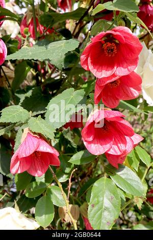 Abutilon ‘Aphrodite’ Chinesische Laterne Aphrodite – dunkelrosa glockenförmige Blüten und ahornähnliche Blätter, Juni, England, Großbritannien Stockfoto