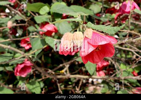 Abutilon ‘Aphrodite’ Chinesische Laterne Aphrodite – dunkelrosa glockenförmige Blüten und ahornähnliche Blätter, Juni, England, Großbritannien Stockfoto