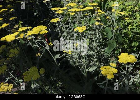 Achillea millefolium ‘Coronation Gold’ Schafgarbe Coronation Gold – dichte, flache Blütenköpfe mit winzigen gelben Blüten und farnigen, graugrünen Blättern, Juni, Großbritannien Stockfoto