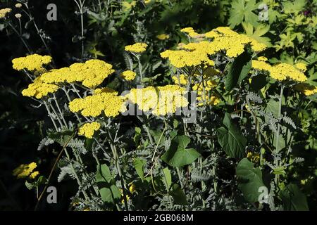 Achillea millefolium ‘Coronation Gold’ Schafgarbe Coronation Gold – dichte, flache Blütenköpfe mit winzigen gelben Blüten und farnigen, graugrünen Blättern, Juni, Großbritannien Stockfoto