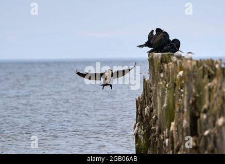 Zweieriger Kormoran, der in einem blauen Himmel fliegt Stockfoto