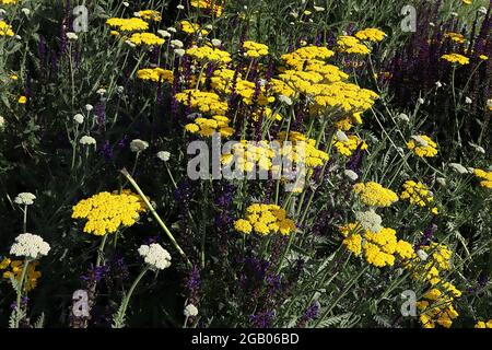 Achillea millefolium ‘Coronation Gold’ Schafgarbe Coronation Gold – dichte, flache Blütenköpfe mit winzigen gelben Blüten und farnigen, graugrünen Blättern, Juni, Großbritannien Stockfoto