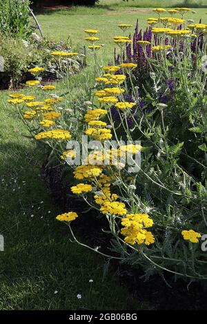 Achillea millefolium ‘Coronation Gold’ Schafgarbe Coronation Gold – dichte, flache Blütenköpfe mit winzigen gelben Blüten und farnigen, graugrünen Blättern, Juni, Großbritannien Stockfoto