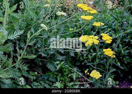 Achillea millefolium ‘Coronation Gold’ Schafgarbe Coronation Gold – dichte, flache Blütenköpfe mit winzigen gelben Blüten und farnigen, graugrünen Blättern, Juni, Großbritannien Stockfoto