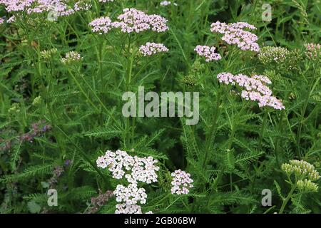 Achillea millefolium ‘Sommer-Pastelle’ Schafgarbe Sommer-Pastelle – dichte, flache Blütenköpfe aus winzigen blassrosa und weißen Blüten und fetten, mittelgrünen Blättern, Stockfoto