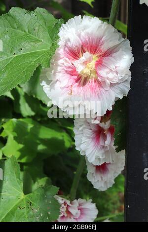 Alcea rosea Hollyhock - halbdoppelte, trichterförmige weiße Blüten mit rosa Halo und gerafften, gerillten Blütenblättern, Juni, England, Großbritannien Stockfoto
