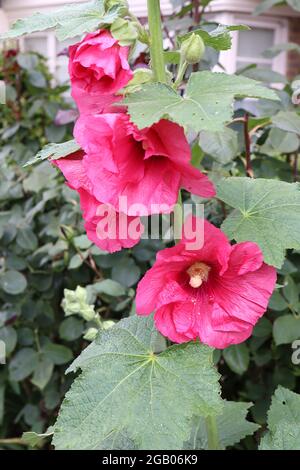 Alcea rosea ‘King Henry VIII Rose’ Hollyhock King Henry VIII Rose – einzelne trichterförmige, tiefrosa Blüten mit dunkelrosa Mitte und gerillten Blütenblättern Stockfoto