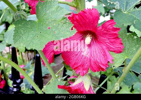 Alcea rosea ‘King Henry VIII Rose’ Hollyhock King Henry VIII Rose – einzelne trichterförmige, tiefrosa Blüten mit dunkelrosa Mitte und gerillten Blütenblättern Stockfoto