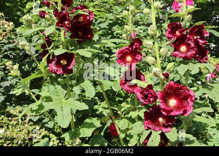 Alcea rosea subsp fifolia ‘Creme de Cassis’ hollyhock Crème de Cassis – einzelne tiefrote trichterförmige Blüten mit kastanienbrauner Mitte und gelappten Blättern Stockfoto