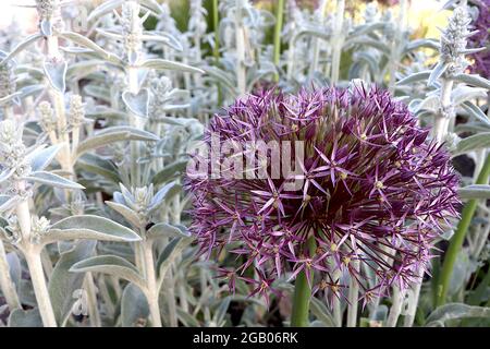 Allium x christophii ‘Purple Rain’ Allium Purple Rain - kugelförmige Dolde aus schmalen, violetten sternförmigen Blüten auf hohem Stamm, Juni, England, Großbritannien Stockfoto