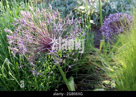 Allium x christophii ‘Purple Rain’ Allium Purple Rain - kugelförmige Dolde aus schmalen, violetten sternförmigen Blüten auf hohem Stamm, Juni, England, Großbritannien Stockfoto