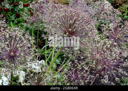 Allium x christophii ‘Purple Rain’ Allium Purple Rain - kugelförmige Dolde aus schmalen, violetten sternförmigen Blüten auf hohem Stamm, Juni, England, Großbritannien Stockfoto