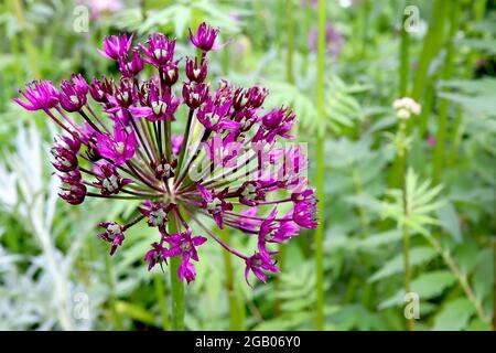 Allium hollandicum ‘Purple Sensation’ Dutch Garlic Purple Sensation – kugelförmige Dolde aus violetten sternförmigen Blüten auf hohem Stamm, Juni, England, Großbritannien Stockfoto