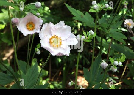 Anemone x hybrida ‘Honorine Jobert’ Japanische Anemone Honorine Jobert – gekräuselte untertasse-förmige weiße Blüten mit grüner Mitte und gelben Staubgefäßen, Juni Stockfoto