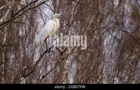 Großer Reiher Ardea alba auf einem Ast sitzend. Stockfoto