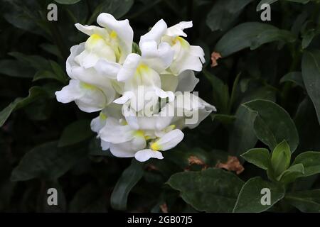 Antirrhinum majus ‘Sonnet White’ Snapdragon Sonnet White – lockere Trauben weißer Blüten mit hellgelbem Gaumen, Juni, England, Großbritannien Stockfoto