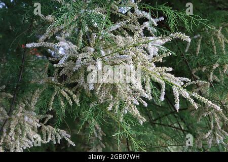 Spargel officinalis gemeiner Spargel – geclusterte Stäbe aus winzigen weißen Blüten und kalkigen Nadelblättern, Juni, England, Großbritannien Stockfoto