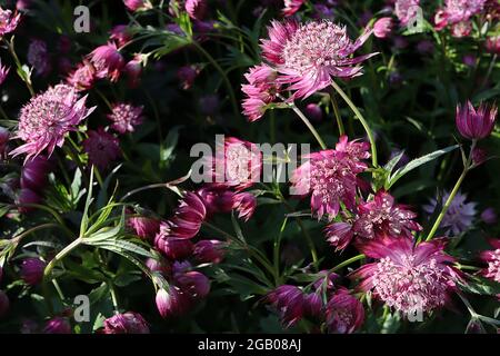 Astratia major ‘Claret’ Masterwort Claret – weiße Röhrenblüten mit tiefrosa Hochblättern, Juni, England, Großbritannien Stockfoto