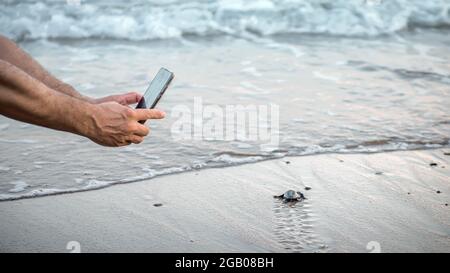 Menschliche Hände mit einem Smartphone machen Foto von wilden Meeresschildkröten schlüpfen am Strand. Konzept der mobilen Wildtierfotografie Stockfoto