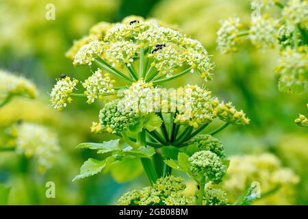 Alexanders (smyrnium olusatrum), Nahaufnahme eines einzelnen großen Blütenkopfes, der unter vielen anderen wächst. Stockfoto