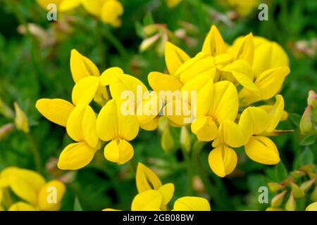 Birdsfoot Trefoil (Lotus corniculatus), Nahaufnahme der Gruppe der niedrig wachsenden gelben Blüten. Stockfoto