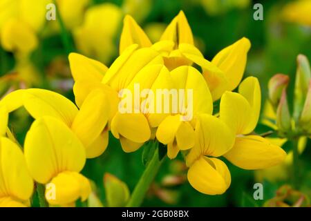 Birdsfoot Trefoil (Lotus corniculatus), Nahaufnahme des geclusterten Blütenkopfes der niedrig wachsenden gelben Blume. Stockfoto